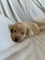 Hulk, a male Labrador Retriever for sale in Mcpherson, KS – 3 of 3