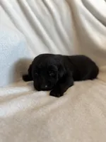 Cookie, a female Labrador Retriever for sale in Mcpherson, KS – 2 of 4