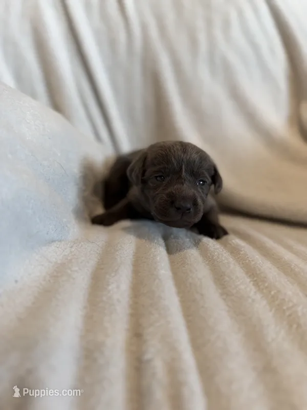 Tinkerbell – Labrador Retriever puppy for sale in Mcpherson, KS