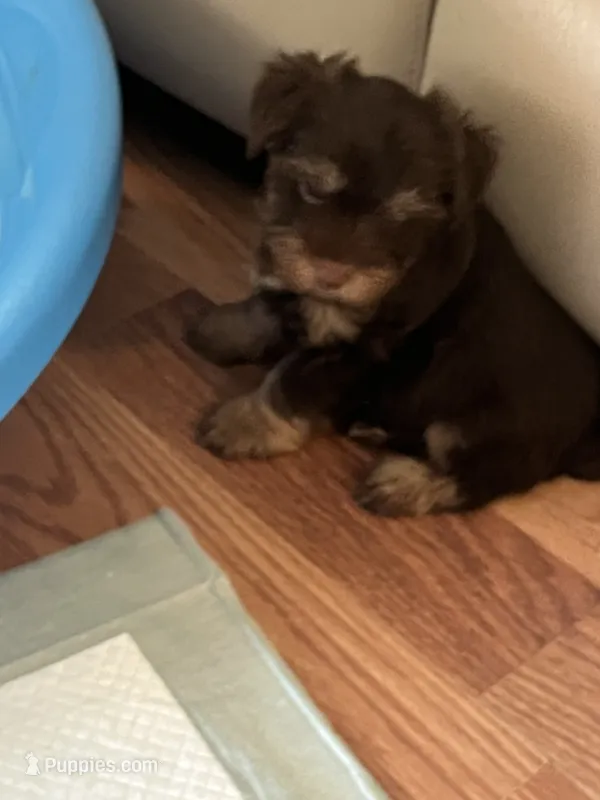 Koko – Yorkshire Terrier puppy for sale in Winnsboro, TX