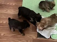 Koko, a male Yorkshire Terrier for sale in Winnsboro, TX – 3 of 3