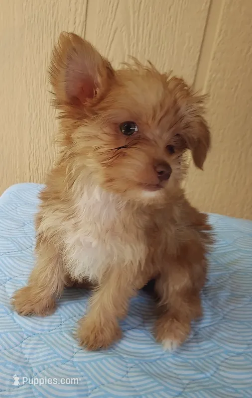 Goldy – Yorkshire Terrier puppy for sale in Winnsboro, TX