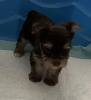 Tiny, a female Yorkshire Terrier for sale in Winnsboro, TX – 2 of 3