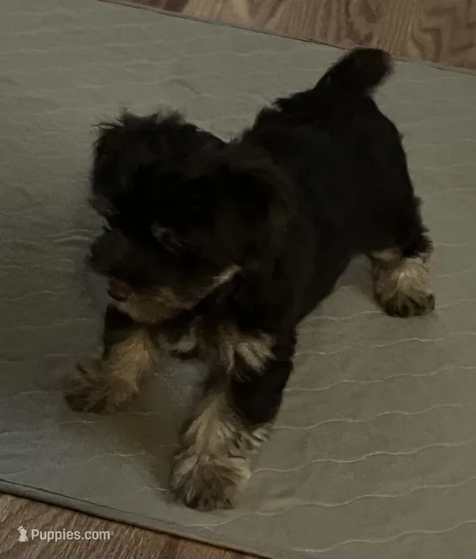 Koko – Yorkshire Terrier puppy for sale in Winnsboro, TX