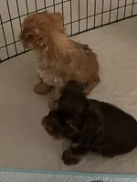 Goldy, a female Yorkshire Terrier for sale in Winnsboro, TX – 5 of 6