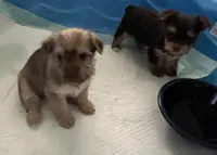 Tabby , a female Yorkshire Terrier for sale in Winnsboro, TX – 2 of 4