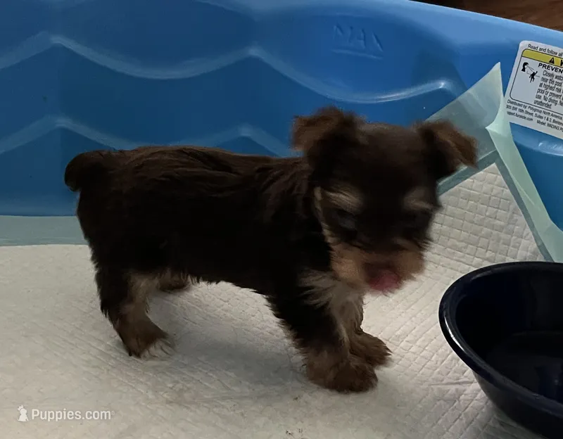 Tiny – Yorkshire Terrier puppy for sale in Winnsboro, TX
