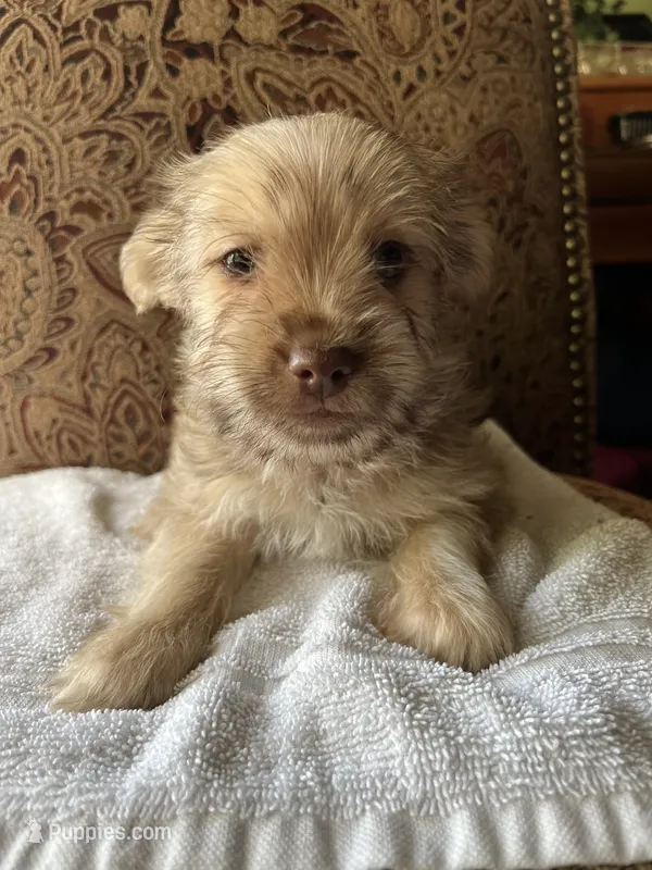 Tabby  – Yorkshire Terrier puppy for sale in Winnsboro, TX