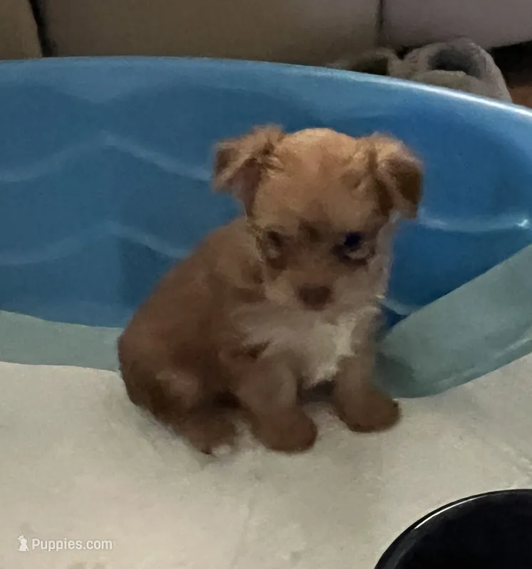 Goldy – Yorkshire Terrier puppy for sale in Winnsboro, TX
