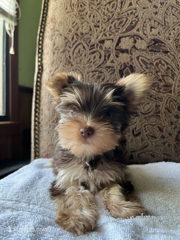 Tiny – Yorkshire Terrier puppy for sale in Winnsboro, TX