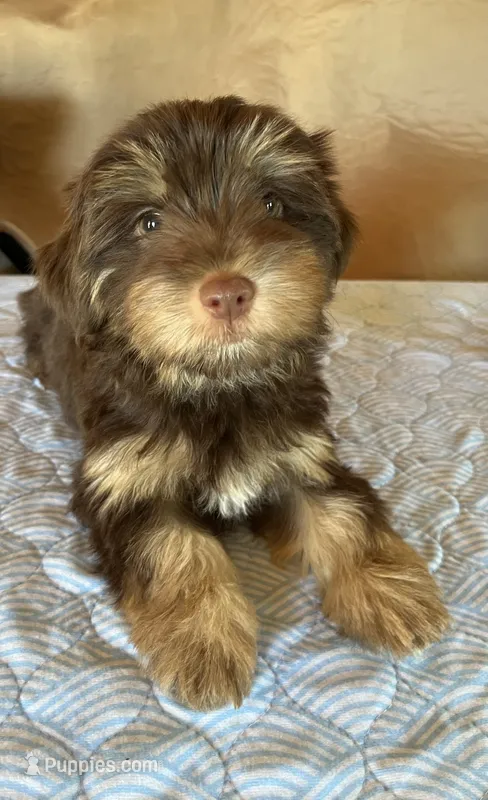 Koko – Yorkshire Terrier puppy for sale in Winnsboro, TX