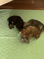 Goldy, a female Yorkshire Terrier for sale in Winnsboro, TX – 4 of 6