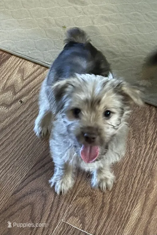 Tabby  – Yorkshire Terrier puppy on hold in Winnsboro, TX