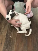 Female puppy, a female American Staffordshire Terrier and American Bully for sale in East Hartford, CT – 5 of 7
