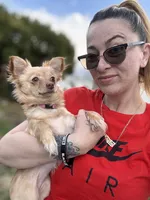 NovaLynn, a female Chihuahua for sale in East Hartford, CT – 8 of 10