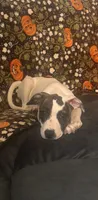Harley, a female American Staffordshire Terrier and American Bully for sale in East Hartford, CT – 3 of 5