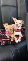 Kiko, a male Chihuahua for sale in East Hartford, CT – 2 of 5