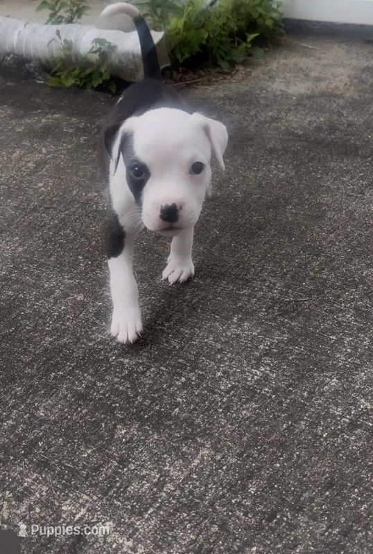 Male puppy – American Staffordshire Terrier, American Bully puppy for sale in East Hartford, CT