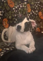 Harley, a female American Staffordshire Terrier and American Bully for sale in East Hartford, CT – 5 of 5