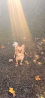 NovaLynn, a female Chihuahua for sale in East Hartford, CT – 2 of 10