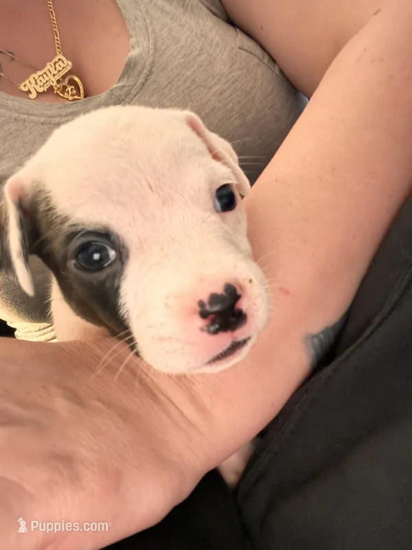 Baby boy – American Staffordshire Terrier, American Bully puppy for sale in East Hartford, CT