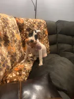 Harley, a female American Staffordshire Terrier and American Bully for sale in East Hartford, CT – 2 of 5