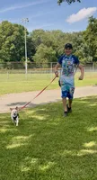 Kiko, a male Chihuahua for sale in East Hartford, CT – 4 of 5