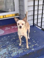 Kiko, a male Chihuahua for sale in East Hartford, CT – 3 of 5
