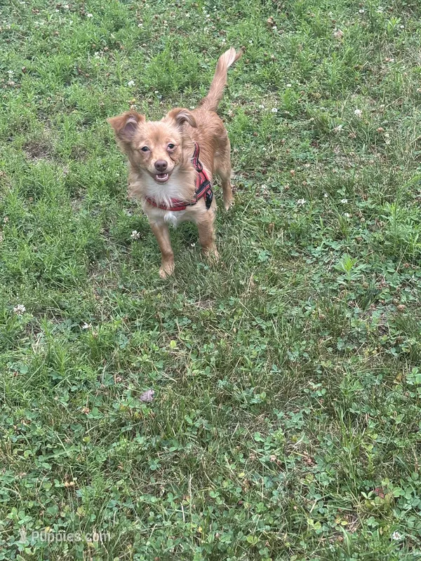 Male chihuahua  – Chihuahua puppy for sale in East Hartford, CT