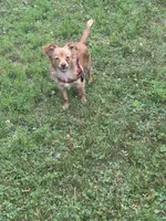 Male chihuahua , a male Chihuahua for sale in East Hartford, CT – 1 of 5