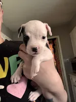 Baby boy, a male American Staffordshire Terrier and American Bully for sale in East Hartford, CT – 3 of 6