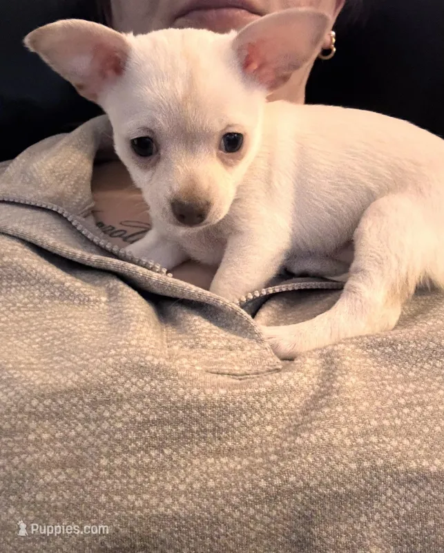 Chihuahua puppy – Chihuahua puppy for sale in East Hartford, CT