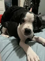 Male puppy , a male American Staffordshire Terrier and American Bully for sale in East Hartford, CT – 4 of 9