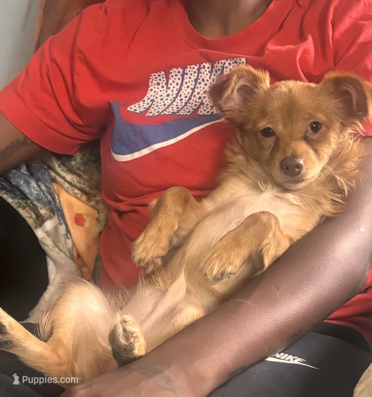 Puppy – Chihuahua puppy for sale in East Hartford, CT