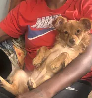 Puppy, a male Chihuahua for sale in East Hartford, CT – 1 of 4
