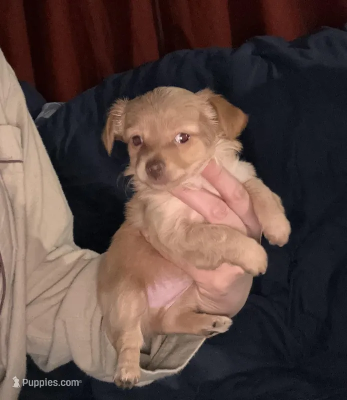 Chihuahua puppy  – Chihuahua puppy for sale in East Hartford, CT