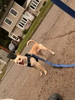 Kiko, a male Chihuahua for sale in East Hartford, CT – 1 of 5