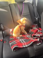 Male chihuahua , a male Chihuahua for sale in East Hartford, CT – 2 of 2