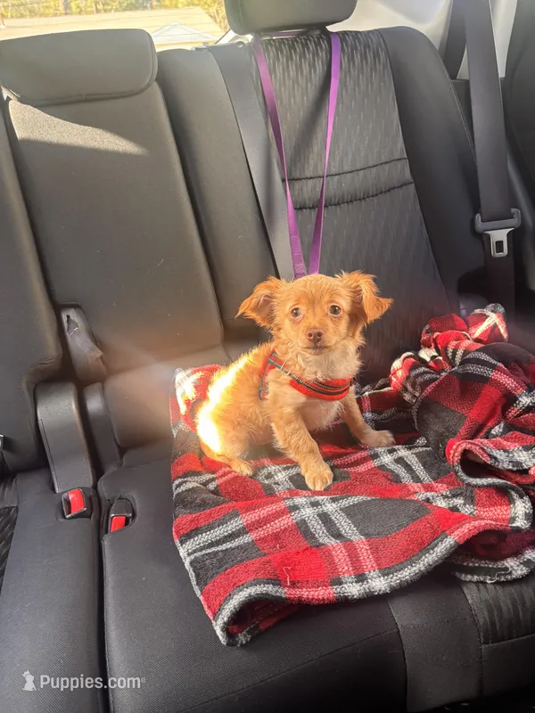 Male chihuahua  – Chihuahua puppy for sale in East Hartford, CT