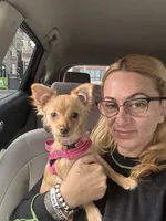NovaLynn, a female Chihuahua for sale in East Hartford, CT – 4 of 10