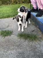 Male puppy , a male American Staffordshire Terrier and American Bully for sale in East Hartford, CT – 6 of 9