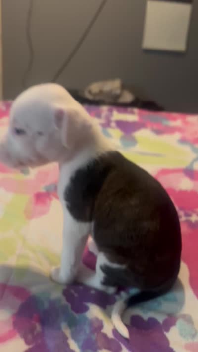 Baby boy, a male American Staffordshire Terrier and American Bully for sale in East Hartford, CT – 6 of 6