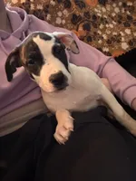 Female puppy, a female American Staffordshire Terrier and American Bully for sale in East Hartford, CT – 1 of 7