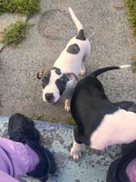 Female puppy, a female American Staffordshire Terrier and American Bully for sale in East Hartford, CT – 6 of 7