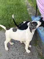 Female puppy, a female American Staffordshire Terrier and American Bully for sale in East Hartford, CT – 7 of 7