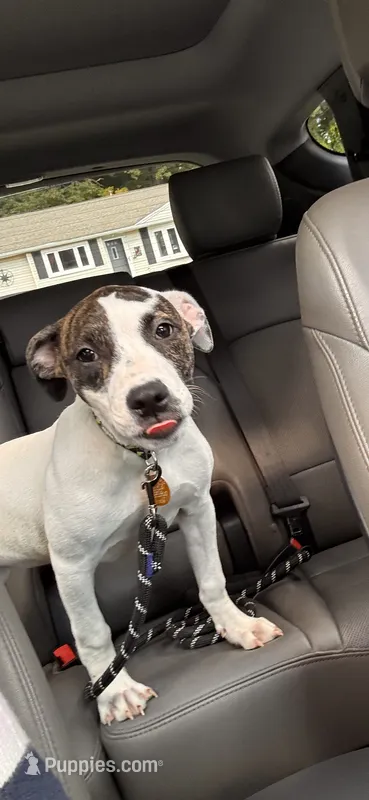 Harley – American Staffordshire Terrier, American Bully puppy for sale in East Hartford, CT