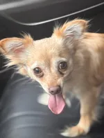 NovaLynn, a female Chihuahua for sale in East Hartford, CT – 5 of 10