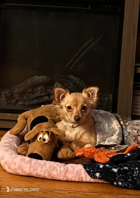 NovaLynn – Chihuahua puppy for sale in East Hartford, CT