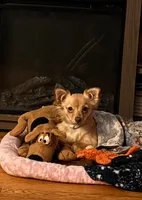 NovaLynn, a female Chihuahua for sale in East Hartford, CT – 1 of 10