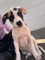 Female puppy, a female American Staffordshire Terrier and American Bully for sale in East Hartford, CT – 3 of 7